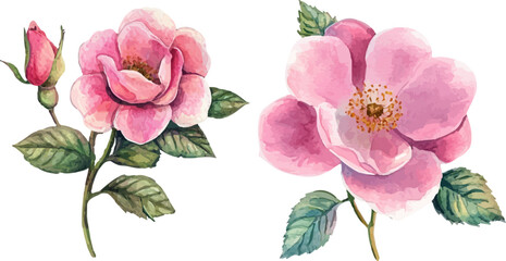 pink rose isolated on white