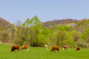 Fototapeta premium A group of cows grazing on a pasture in the countryside
