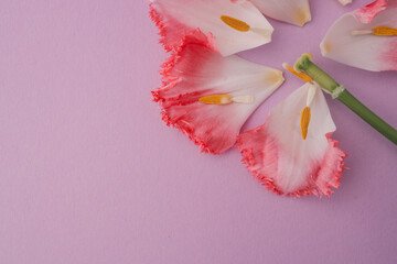 Close-up of a pink fringed tulip with white accents and a yellow center, lying on a white...