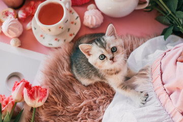 Adorable kitten sitting on a fluffy rug next to a cup of tea, pink tulips, and sweet treats on a pink background, looking up with curious eyes © shine.graphics