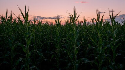 Fototapeta premium Vibrant cornfield at dusk with towering stalks long shadows and a colorful sky Perfect for agricultural and nature concepts
