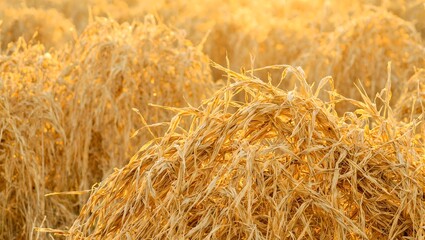 Naklejka premium Golden hay field at sunset showcasing intricate straw texture A serene and rustic scene capturing warmth and countryside charm