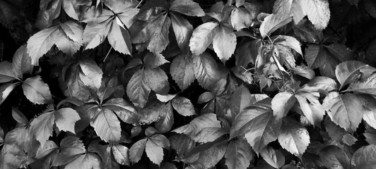 a green fern with green leaves mockup on a png transparent background, two green plants hanging from a branch, green ferns on transparent background, 