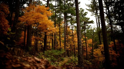 Fototapeta premium A serene forest scene showcasing autumn foliage with vibrant orange leaves among tall trees.