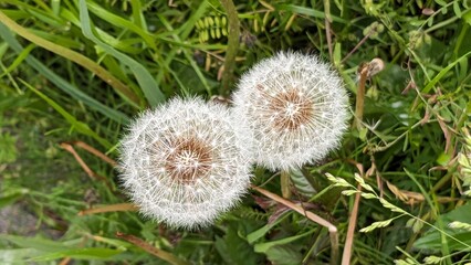 タンポポの綿毛