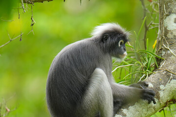 Obraz premium Dusky Langur (Trachypithecus obscurus) cute monkey on tree.