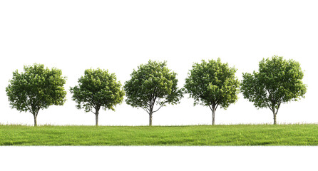 A row of trees on the grassland, transparent background PNG file
