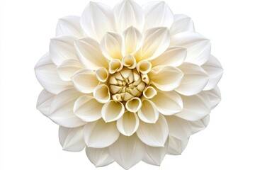 Isolated on white, a beautiful flower with delicate white petals is presented on a soft background