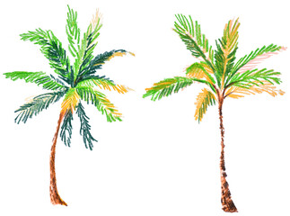 Hand-drawn colored pencils style tropical palm trees on white background © Mary