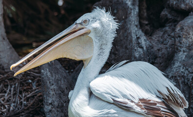 Close-up of a Pelican in its Natural Habitat