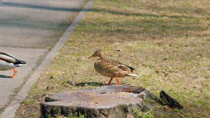 Ducks Walking Gracefully in Nature A Serene and Peaceful Encounter to Cherish Always
