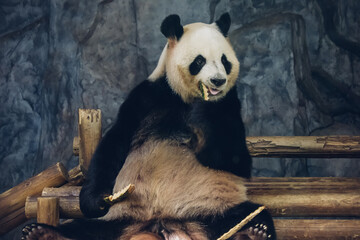 Giant Panda Eating Bamboo in Zoo