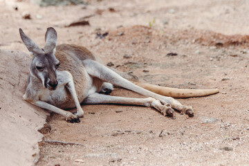 Relaxed Kangaroo in a Natural Habitat