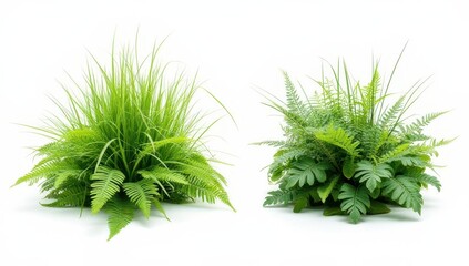 Fototapeta premium Lush Green Foliage Arrangements: Ferns and Grass Isolated on White