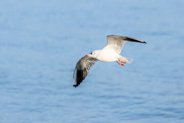 Fototapeta premium Seagull Soaring Above the Azure Waters