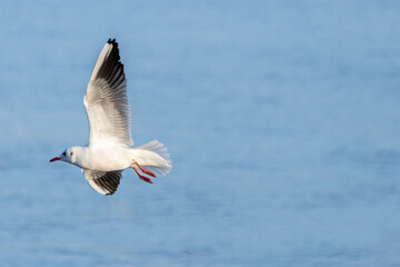 Seagull Soaring Above Calm Waters
