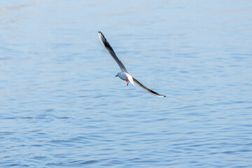 Seagull in Flight Over Calm Water