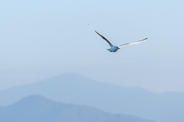 A Seagull Soaring Above Misty Mountains