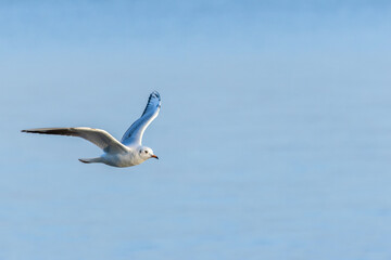 A Seagull Soaring Above the Azure Sky