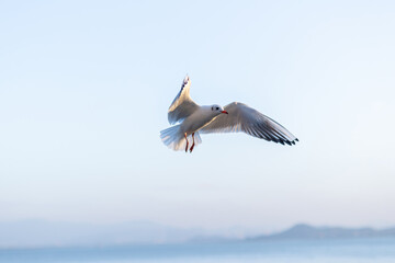 A Seagull Soaring in the Misty Morning Light