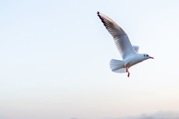 A Seagull Soaring in the Sky