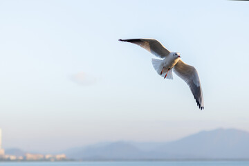 Seagull Soaring Above the Coastal Cityscape