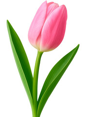 Obraz premium Realistic beautiful Pink tulip flower branch on transparent background 