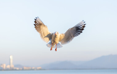 A Seagull Soaring in the Morning Sky