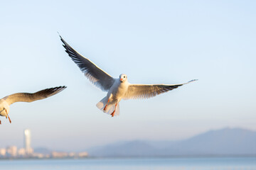 Two Seagulls in Flight Over Water