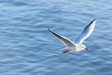 A Seagull Soars Above the Azure Waves