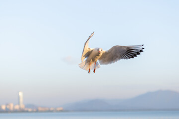 A Seagull Soaring Above the Coastal Cityscape