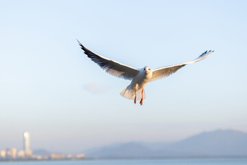 Seagull Soaring Above the City