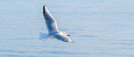 White Seagull in Flight over Water