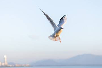 A Seagull Soaring Above the Horizon