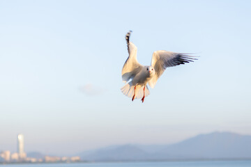 Seagull in Flight Over Coastal Cityscape