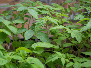 Tomato seedlings growing with lush green leaves in natural sunlight.