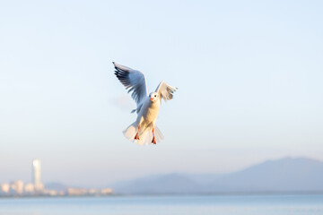 Seagull in Flight Above the Water