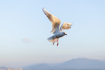 Seagull in Flight Against a Pale Sky