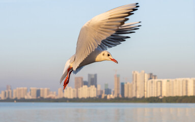 Seagull Soaring Above Cityscape