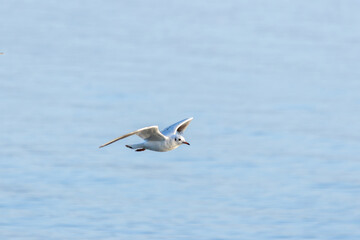 Obraz premium A Seagull Soaring Above the Water