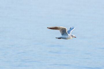A Seagull Soaring Above the Water