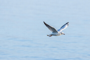 Seagull Soaring Above Calm Water
