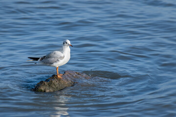 Seagull Perched on a Rock in the Water