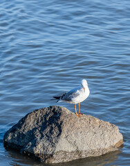Seagull Perched on a Rocky Outcrop