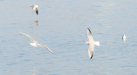 Seagulls Soaring Above the Water