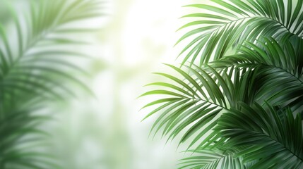 Sunlight filtering through lush green palm leaves, creating a tropical paradise