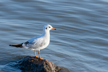 White Seagull Perched on a Rock