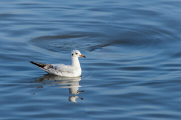 Seagull Swimming on Calm Water Surface