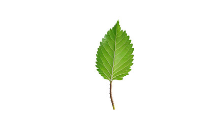 Fototapeta premium Green Leaf Detailed Macro Shot With Visible Veins On A White Background
