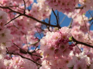Frühlingsblüten Traum